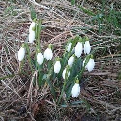 Gartentipps für den Februar