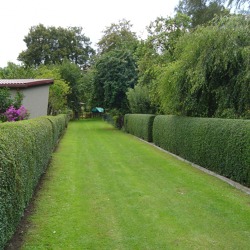 Hecken -Grüne Wände für unsere Gärten