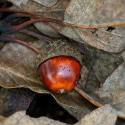 Gartentipps für den November