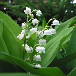 Gartentipps für den Mai