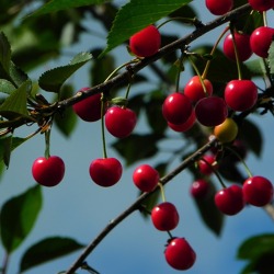 Naturgemäßer Obstbaumschnitt - Sommerschnitt an der Kirsche - Praxis