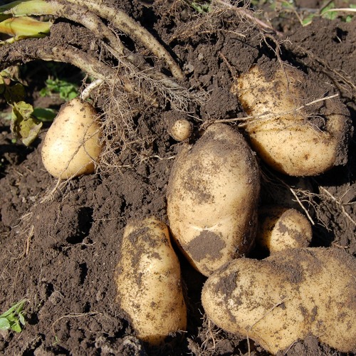 Kartoffeln - So gelingt der Anbau im Garten