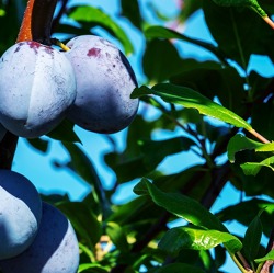 Schnitt eines Pflaumenbaumes