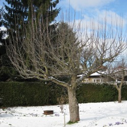 Gartentipps für den Januar 